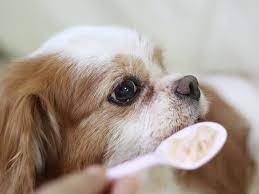 Can Dogs Eat Rice American Kennel Club