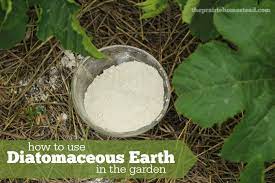Their skeletons are made of a natural substance called silica—which makes up 26% of the earth's crust by i wanted a natural pest control for my yard this year. Diatomaceous Earth Uses In The Garden