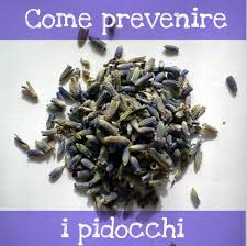 Come Prevenire I Pidocchi In Modo Naturale Babygreen