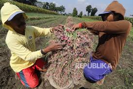 Sumbangan terhadap keluaran kasar dalam negara (kdnk) telah meningkat kepada rm6.8 bilion pada tahun 1995, berbanding rm3.6 bilion pada oleh itu, jelas terbukti bahawa sektor pertanian. Ekonomi Minus Sumbangan Sektor Pertanian Ke Pdb Justru Naik Republika Online