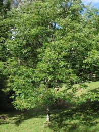 Image result for Diospyros sp. no. 1 sensu FZ