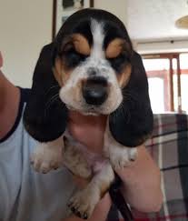 I want to hire puppet shows in huntsville, al. Basset Hound Puppies For Sale 250 Free Stuff Huntsville Al Shoppok