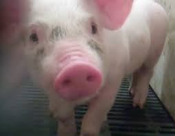 Image result for photo of piglet