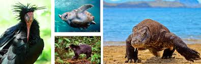 The animals became extinct in the uk in about 700ad. Endangered Animals Of The World Introduction Young People S Trust For The Environment