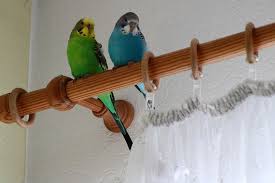 Welche Nahrung Fur Die Lieben Wellis Wellensittich Ernahrung Wellensittich Nymphensittich Forum