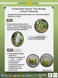 Maybe you would like to learn more about one of these? Penyerbukan Buah Pada Mangga