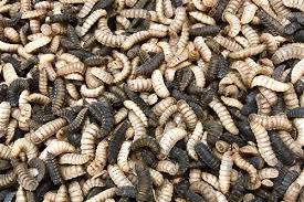 We won't have flies overrunning the kimberley, ms bell said. Hermetiapro Offers Growing Solutions And Now U Know