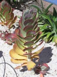 Elle change de couleur au fil des saisons, sa floraison est parfumée, son grand feuillage charnu est très graphique. Introduction To Kalanchoes Dave S Garden