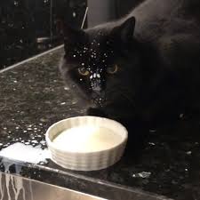 Follow the vibe and change your wallpaper every day! Ladbible Cat Makes A Mess Drinking Milk Facebook