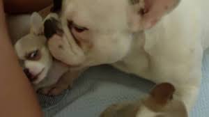 We did not find results for: Chihuahua French Bulldog Mix French Bullhuahua Shop For Your Cause