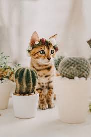 Daily Update November 5th 2018 Lookslikefilm Photography Inspiration Kittens Cutest Cute Animals Cat Photo