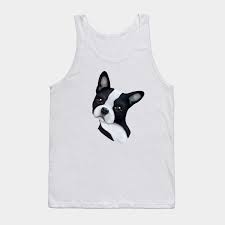 boston terrier