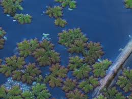 Image result for Azolla filiculoides