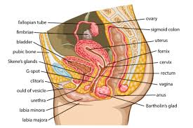 Each sac contains one testis. Female Reproductive System Healthinfi