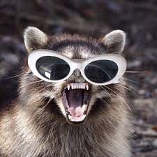 After many moons of raccoons knocking over her garbage, fluttershy learned to just give them her trash and be done with it. Zoom The Coon Zoomcoon Twitter