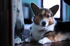 Furthermore, the entirety of our pups have incredible demeanors. See A Corgi For Sale You Must Adopt Not Shop Peta