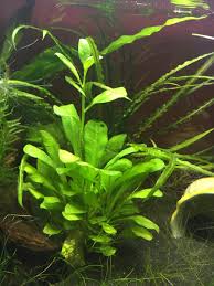 Image result for Samolus