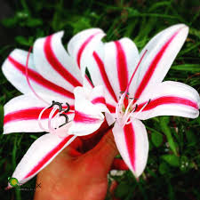 Image result for Crinum ornatum (Aiton) Herb.