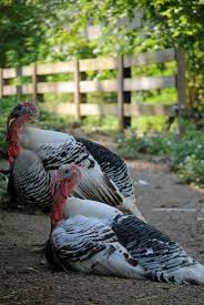 Big Birds That Look Like Turkeys Turkeys Chickens Backyard Backyard Birds Turkey Farm