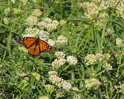 Asclepias Fascicularis Narrow Leaf Milkweed Seed