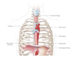 Systems of man body and organs. Thoracic Cavity Amboss