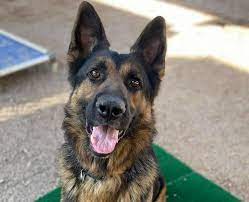 Silverbell rd in tucson, arizona. These Pets Are Up For Adoption In Tucson Pets Tucson Com