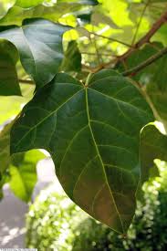 Image result for Aleurites