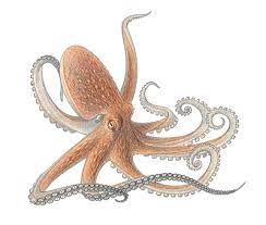 Mollusks Octopus Octopus Facts Octopus Art