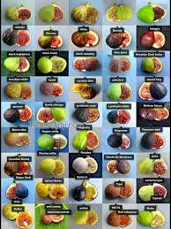 A hardy russian dwarfing apple rootstock. Photographs Fig Varieties California Fig Varieties Fig Fruit Fig Recipes