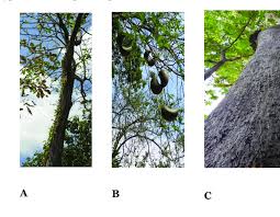 Image result for Centrolobium robustum