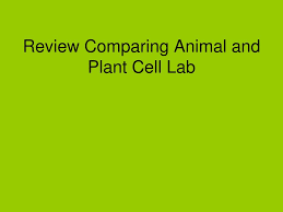 Let's keep in mind how we as humans are in the animal kingdom but different than animals. Ppt Comparing Animal And Plant Cell Microscope Lab Powerpoint Presentation Id 842712