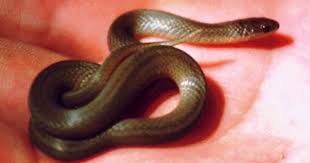 Black And Yellow Striped Snake Georgia Snakes Of North America Snake Reptiles And Amphibians Reptiles