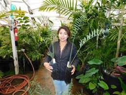 Image result for Encephalartos munchii