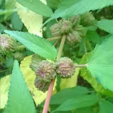 Image result for Corchorus kirkii