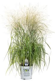 Image result for Panicum novemnerve