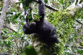 Image result for Brazzeia