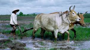 Image result for farmer with plough in field