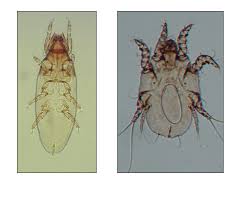 Mite Identification Key