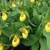 It is reported as being endangered nationally (canada) as well as provincially (ontario). 1