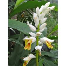 Image result for Walleria nutans