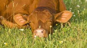 How Many Hours A Day Do Cows Sleep Reference Com Fluffy Cows Cute Baby Cow Cow