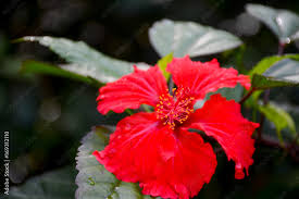 Image result for Hibiscus torrei