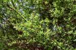 Image result for Antherothamnus