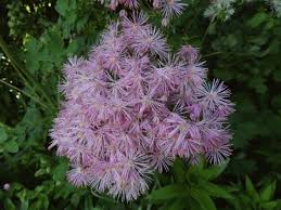 Image result for Thalictrum