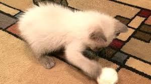 Enlarge the pattern on a photocopier so the body measure 13cm and trace off, placing the cutting out. Make A Ravel Free Yarn Cat Toy Diy Home Guidecentral Youtube
