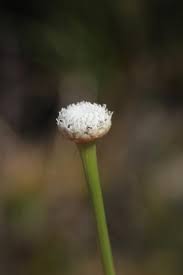 Image result for Eriocaulon