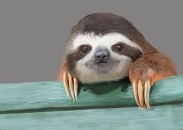 Pin On Sloths Love