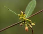 Image result for Cryptolepis oblongifolia