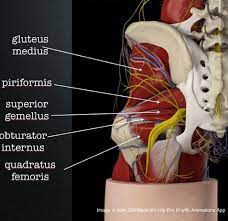 Muscles that act on the posterior thigh. The Gluteus Medius And Low Back Pain The Gait Guys