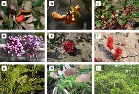 Image result for Uvaria angolensis